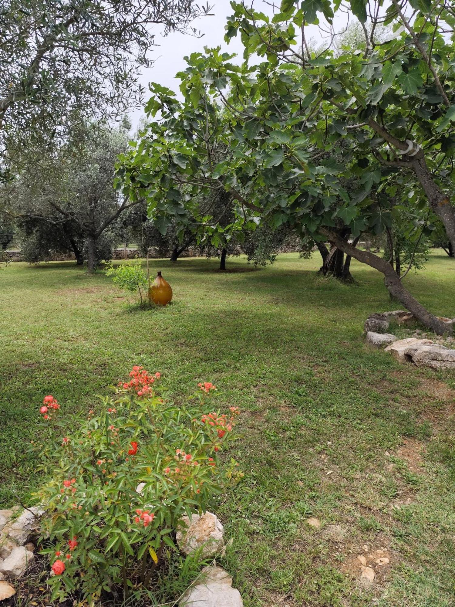 Ferienwohnung Marti'S House In The Olive Grove Fažana Exterior foto